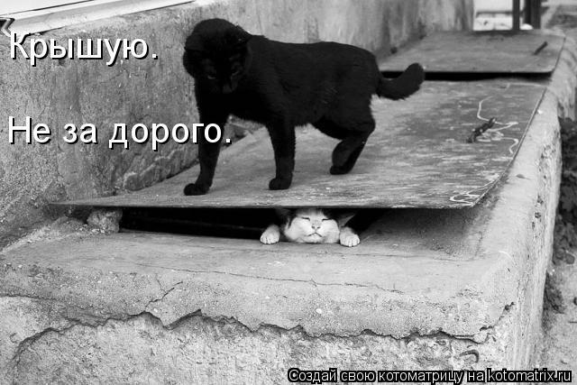 Крышую. Hе за дорого.... Котоматрица: Крышую. Hе за дорого.