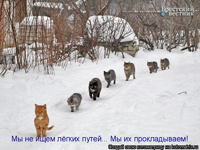 Мы не ищем лёгких путей... Мы их прокладываем!... Котоматрица: Мы не ищем лёгких путей... Мы их прокладываем!