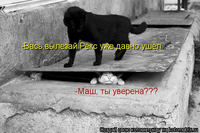 -Вась,вылезай Рекс уже давно ушёл. -Маш, ты уверена???... Котоматрица: -Вась,вылезай Рекс уже давно ушёл. -Маш, ты уверена???