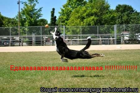 Едааааааааааааааааааааааа !!!!!!!!!!!!!!!... Котоматрица: Едааааааааааааааааааааааа !!!!!!!!!!!!!!!