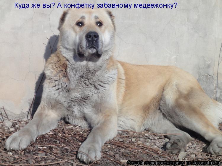Куда же вы? А конфетку забавному медвежонку?... Котоматрица: Куда же вы? А конфетку забавному медвежонку?