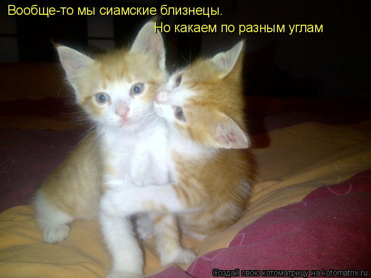 Вообще-то мы сиамские близнецы. Но какаем по разным углам... Котоматрица: Вообще-то мы сиамские близнецы. Но какаем по разным углам