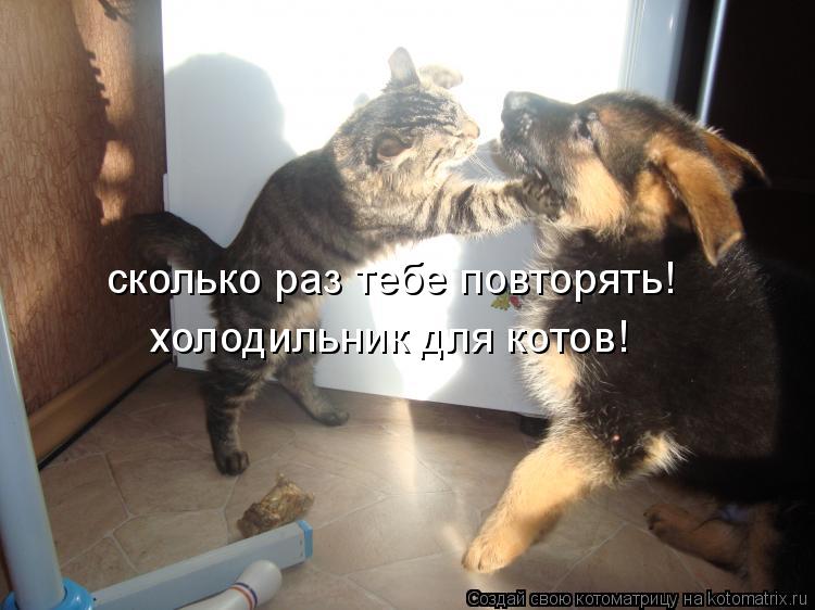 сколько раз тебе повторять! холодильник для котов!... Котоматрица: сколько раз тебе повторять! холодильник для котов!
