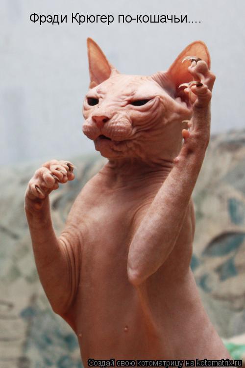 Фрэди Крюгер по-кошачьи....... Котоматрица: Фрэди Крюгер по-кошачьи....