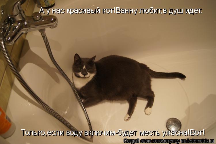 А у нас красивый кот!Ванну любит,в душ идет. Только,если воду включим-будет месть ужасна!Вот!... Котоматрица: А у нас красивый кот!Ванну любит,в душ идет. Только,если воду включим-будет месть ужасна!Вот!
