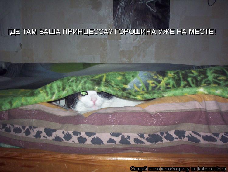 Котоматрица: ГДЕ ТАМ ВАША ПРИНЦЕССА? ГОРОШИНА УЖЕ НА МЕСТЕ!