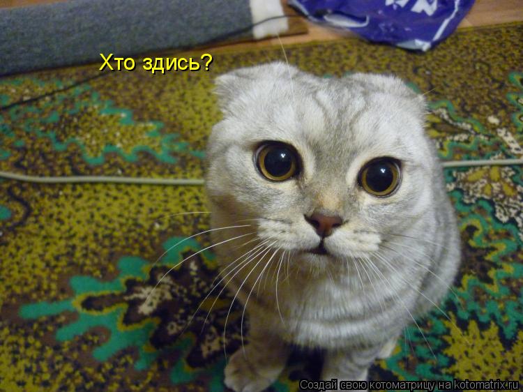 Хто здись?... Котоматрица: Хто здись?
