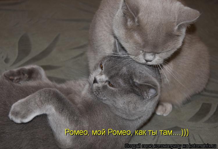 Ромео, мой Ромео, как ты там....)))... Котоматрица: Ромео, мой Ромео, как ты там....)))