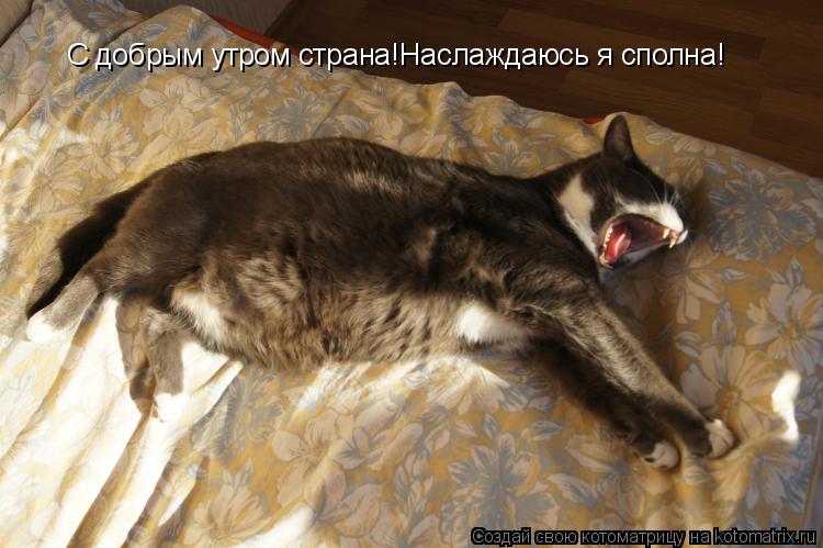 С добрым утром страна!Наслаждаюсь я сполна!... Котоматрица: С добрым утром страна!Наслаждаюсь я сполна!
