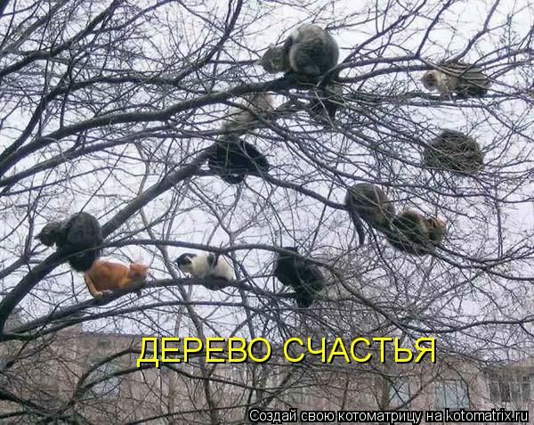 ДЕРЕВО СЧАСТЬЯ... Котоматрица: ДЕРЕВО СЧАСТЬЯ