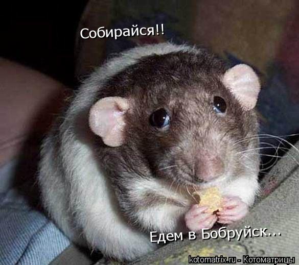 Собирайся!! Едем в Бобруйск...... Котоматрица: Собирайся!! Едем в Бобруйск...