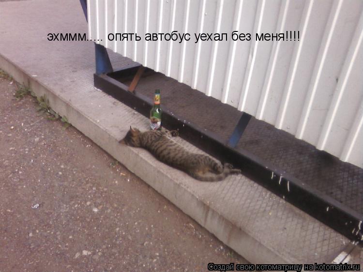 эхммм..... опять автобус уехал без меня!!!!... Котоматрица: эхммм..... опять автобус уехал без меня!!!!