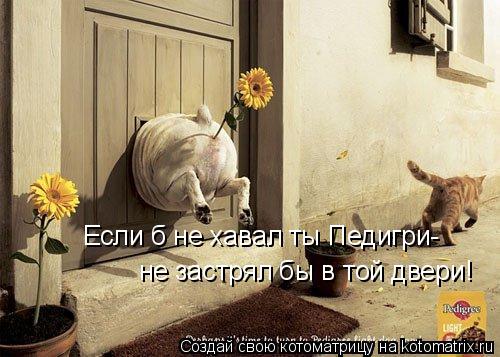 Если б не хавал ты Педигри- не застрял бы в той двери!... Котоматрица: Если б не хавал ты Педигри- не застрял бы в той двери!