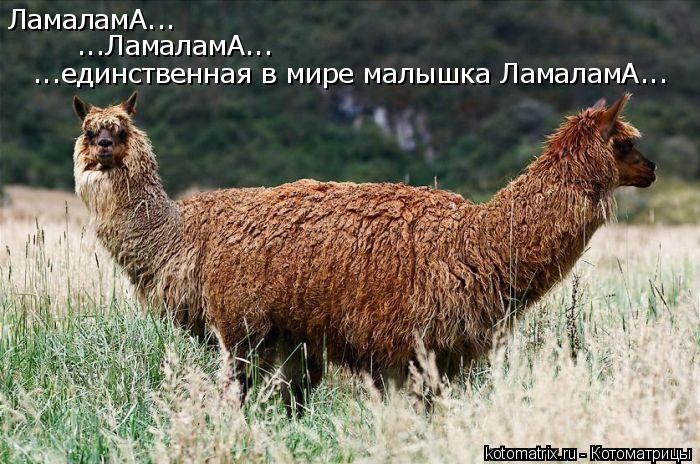 ЛамаламА... ...ЛамаламА... ...единственная в мире малышка ЛамаламА...... Котоматрица: ЛамаламА... ...ЛамаламА... ...единственная в мире малышка ЛамаламА...
