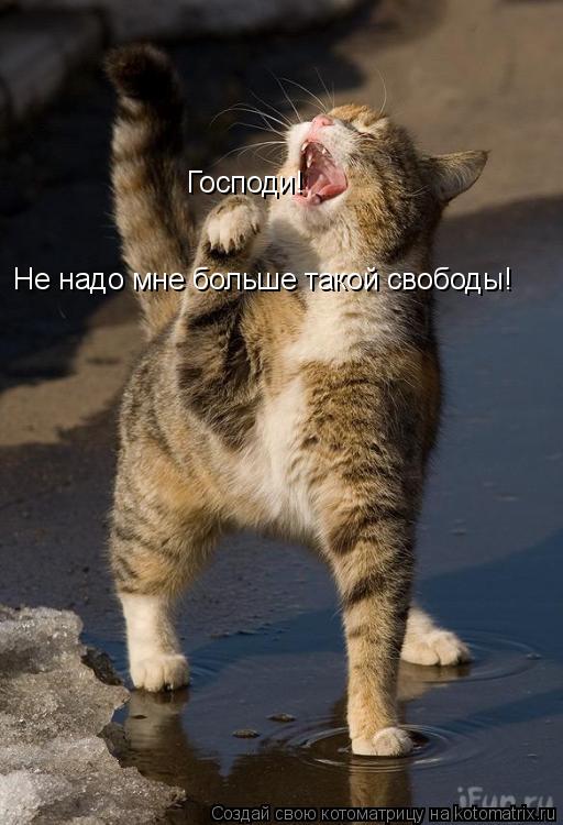 Господи! Не надо мне больше такой свободы!... Котоматрица: Господи! Не надо мне больше такой свободы!
