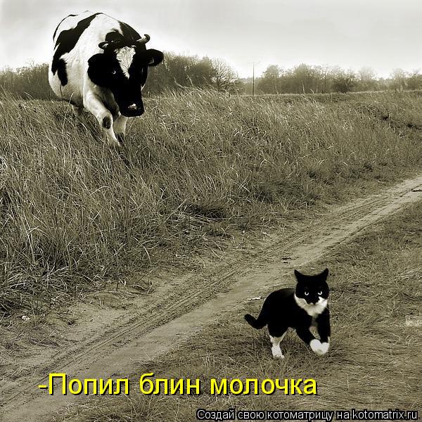 Котоматрица: -Попил блин молочка