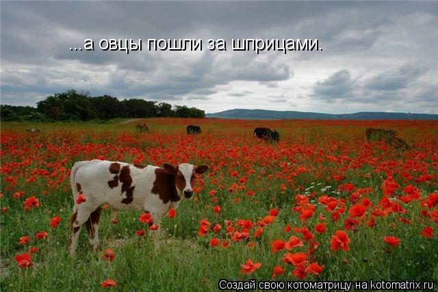 ...а овцы пошли за шприцами.... Котоматрица: ...а овцы пошли за шприцами.