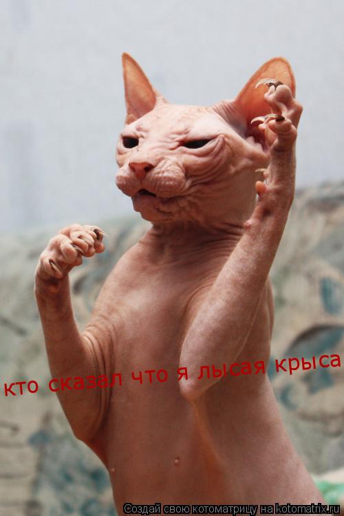 кто сказал что я лысая крыса?... Котоматрица: кто сказал что я лысая крыса?