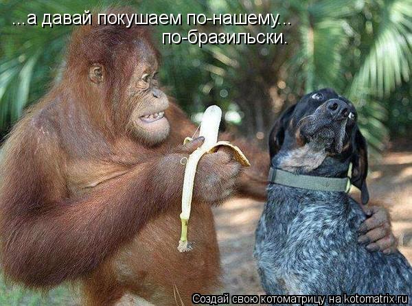 ...а давай покушаем по-нашему... по-бразильски.... Котоматрица: ...а давай покушаем по-нашему... по-бразильски.