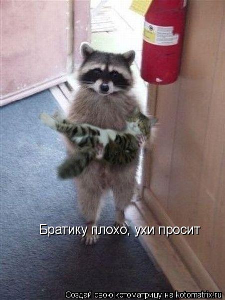 Котоматрица: Братику плохо, ухи просит