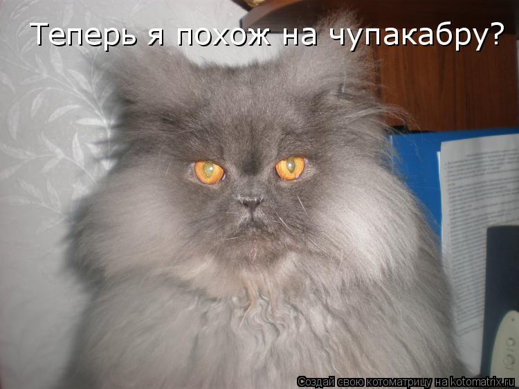 Котоматрица: Теперь я похож на чупакабру?
