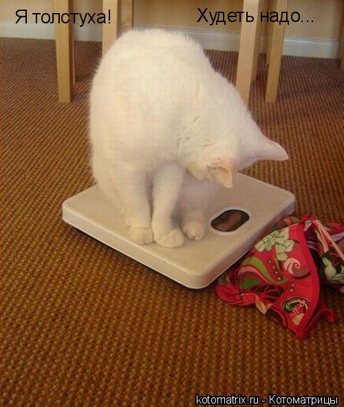 Котоматрица: Я толстуха! Худеть надо...