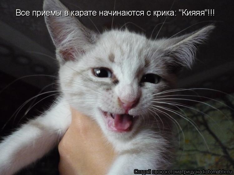 Котоматрица: Все приемы в карате начинаются с крика: "Кияяя"!!!