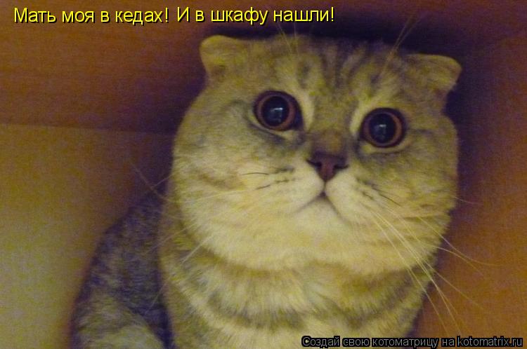 Котоматрица: Мать моя в кедах! И в шкафу нашли!