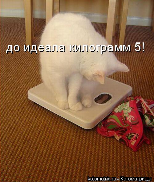 Котоматрица: до идеала килограмм 5!