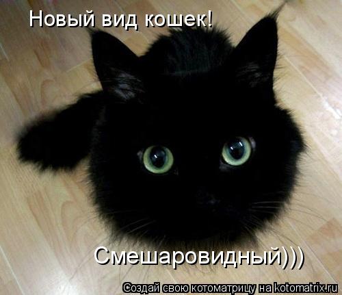 Котоматрица: Новый вид кошек!   Смешаровидный)))