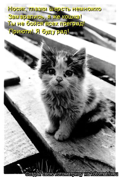 Котоматрица: Носик, глазки шерсть немножко Замарались, я же кошка! Ты не бойся всех преград! Приюти! Я буду рад!