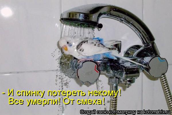 - И спинку потереть некому! Все умерли! От смеха!... Котоматрица: - И спинку потереть некому! Все умерли! От смеха!