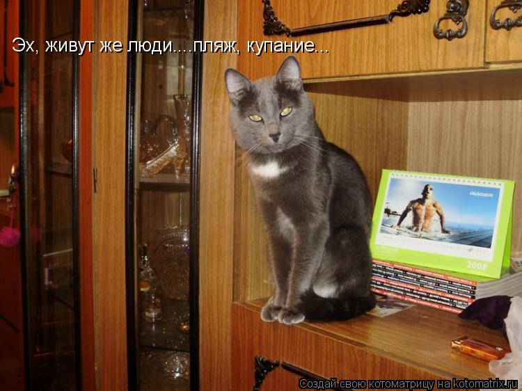 Котоматрица: Эх, живут же люди....пляж, купание...