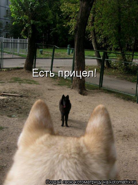 Есть прицел!... Котоматрица: Есть прицел!