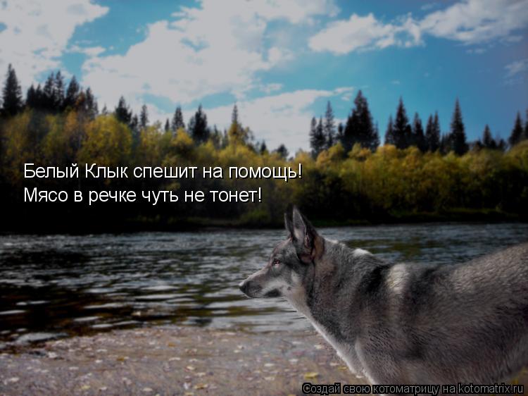 Котоматрица: Белый Клык спешит на помощь! Мясо в речке чуть не тонет!