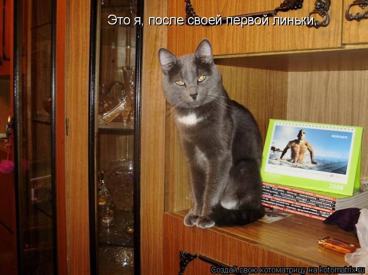 Котоматрица: Это я, после своей первой линьки.