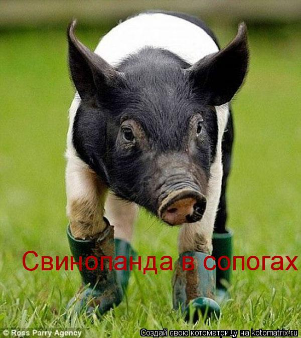Котоматрица: Свинопанда в сопогах