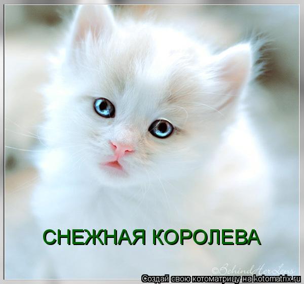 Котоматрица: СНЕЖНАЯ КОРОЛЕВА