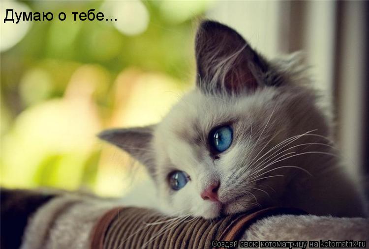 Котоматрица: Думаю о тебе...