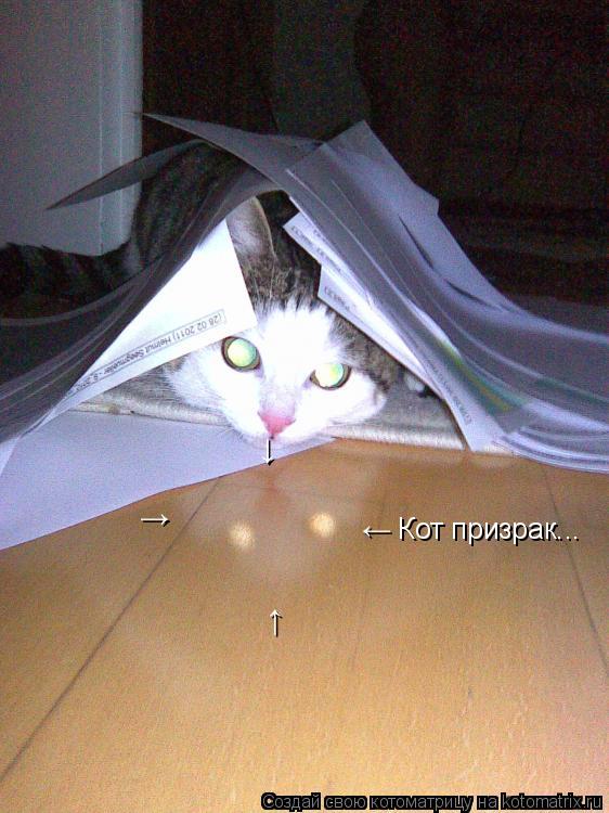 Котоматрица: &#8592; Кот призрак... &#8593; &#8594; &#8595;