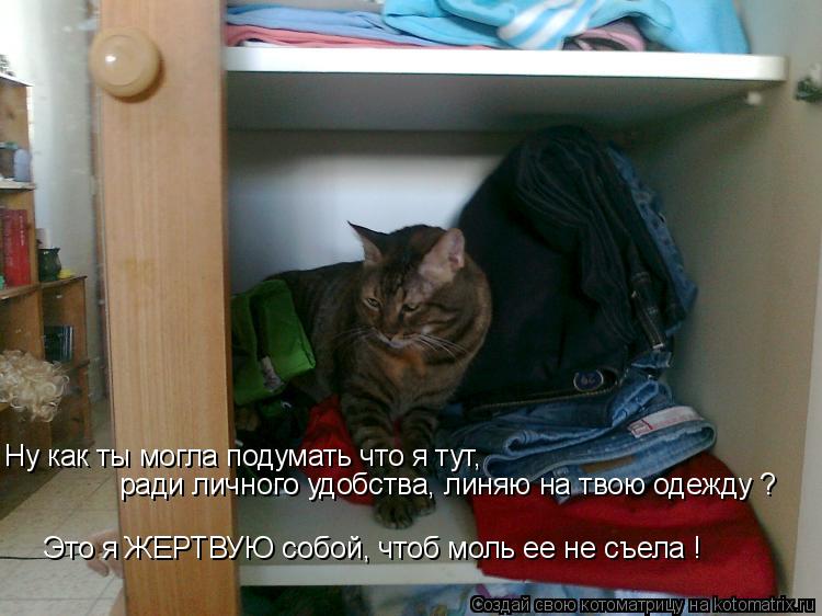 Котоматрица: Ну как ты могла подумать что я тут, ради личного удобства, линяю на твою одежду ? Это я ЖЕРТВУЮ собой, чтоб моль ее не съела !