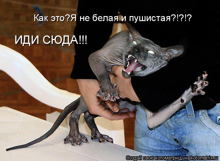 Котоматрица: Как это?Я не белая и пушистая?!?!? ИДИ СЮДА!!!