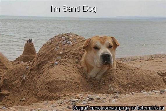 I'm Sand Dog... Котоматрица: I'm Sand Dog