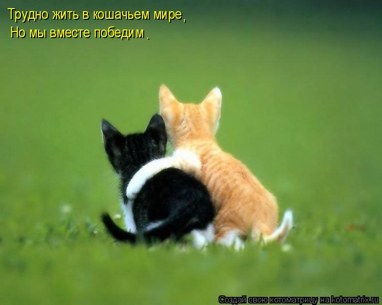Трудно жить в кошачьем мире Но мы вместе победим . ,... Котоматрица: Трудно жить в кошачьем мире Но мы вместе победим . ,