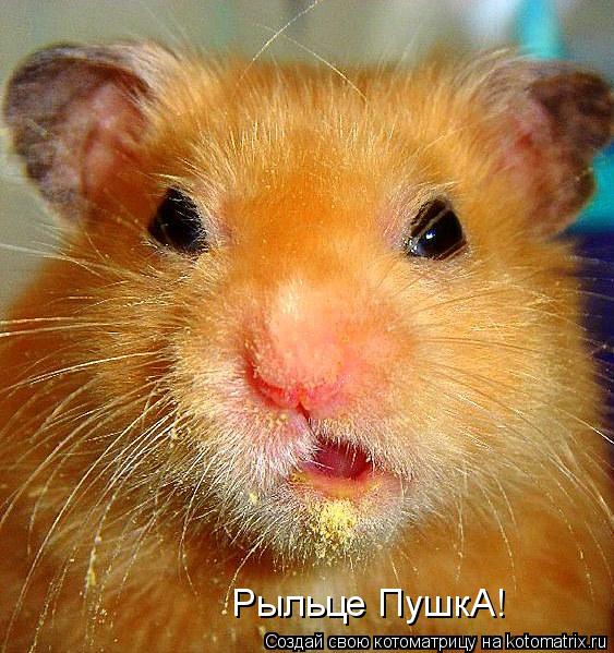 Рыльце ПушкА!... Котоматрица: Рыльце ПушкА!