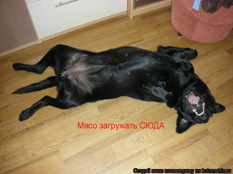Мясо загружать СЮДА... Котоматрица: Мясо загружать СЮДА
