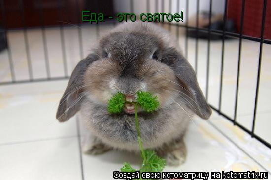Еда - это святое!... Котоматрица: Еда - это святое!