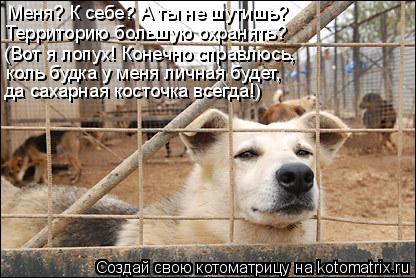 Территорию большую охранять? Меня? К себе? А ты не шутишь? (Вот я лопух! Конечно справлюсь, коль буд... Котоматрица: Территорию большую охранять? Меня? К себе? А ты не шутишь? (Вот я лопух! Конечно справлюсь, коль будка у меня личная будет, да сахарная косточ