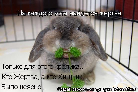 На каждого кота найдется жертва. Было неясно... Только для этого кролика... Кто Жертва, а кто Хищник.... Котоматрица: На каждого кота найдется жертва. Было неясно... Только для этого кролика... Кто Жертва, а кто Хищник...