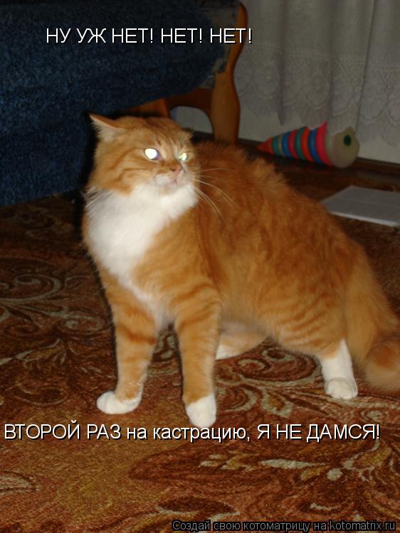 НУ УЖ НЕТ! НЕТ! НЕТ! ВТОРОЙ РАЗ на кастрацию, Я НЕ ДАМСЯ!... Котоматрица: НУ УЖ НЕТ! НЕТ! НЕТ! ВТОРОЙ РАЗ на кастрацию, Я НЕ ДАМСЯ!